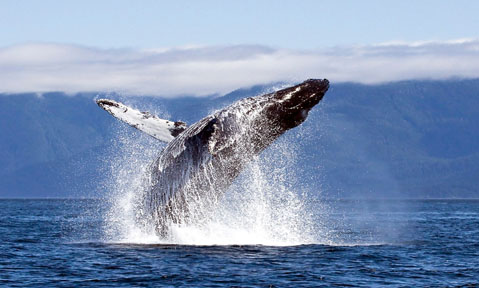 An adventurous Antarctica yacht charter discovers a whale jumping out of the water